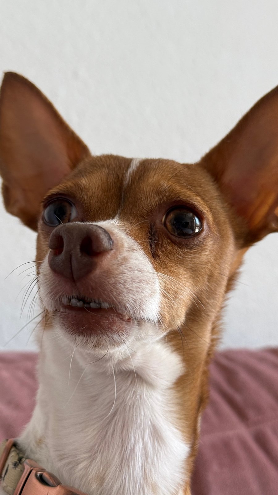 Bambi the chihuahua with big ears looking at the camera